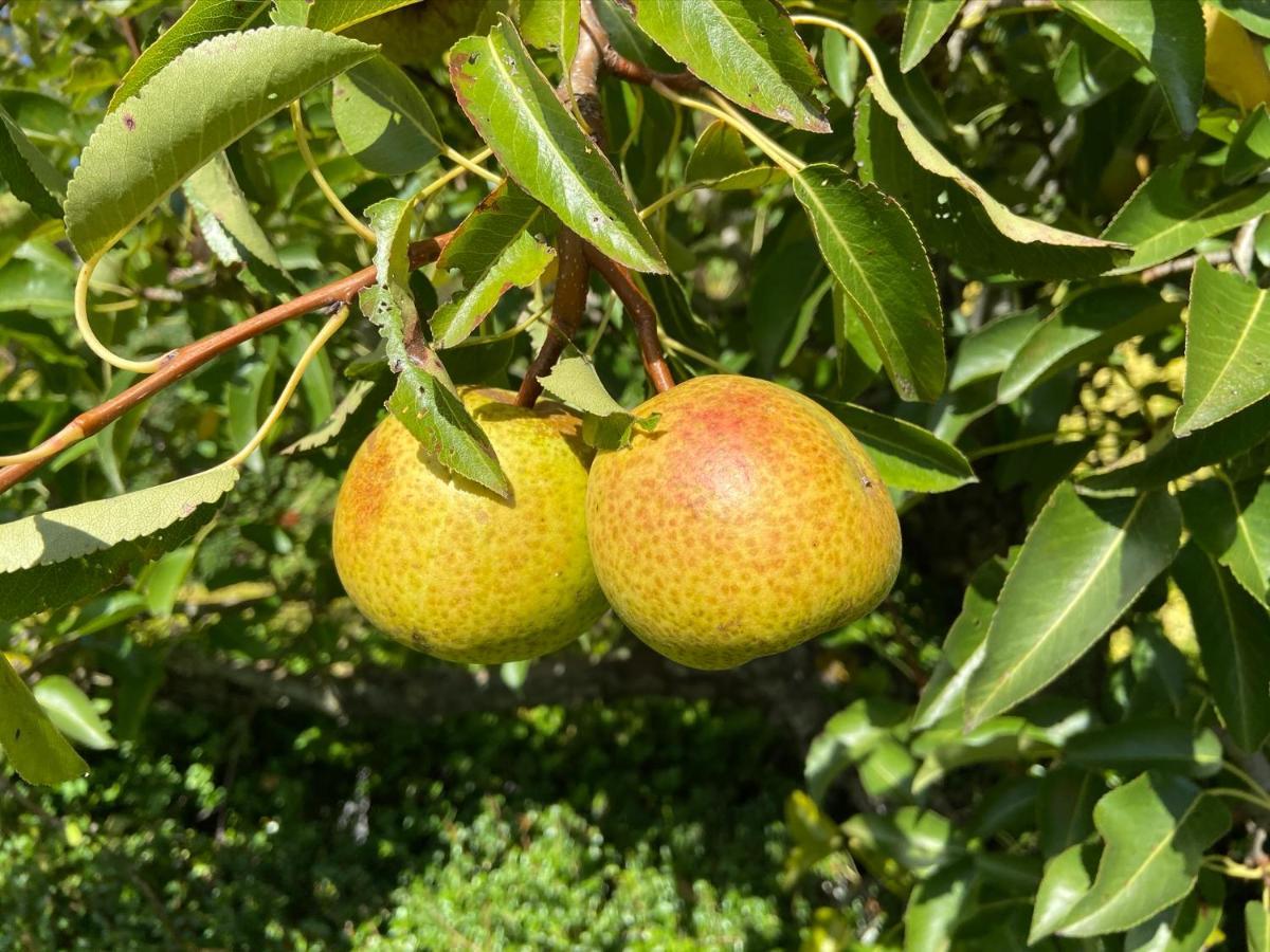 Gastenverblijf 'T Landsheertje Veurne Esterno foto